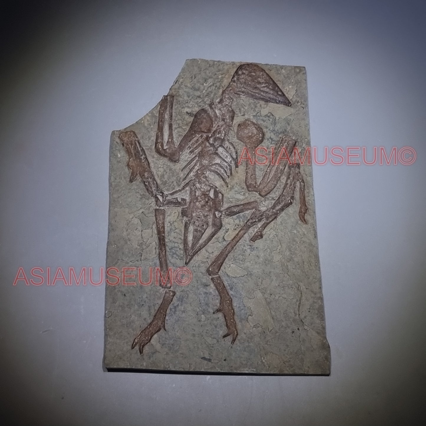 Dinosaur Fossil Pterosaur Flying Bird Turtle Reptile Jurassic Replica Rock WW