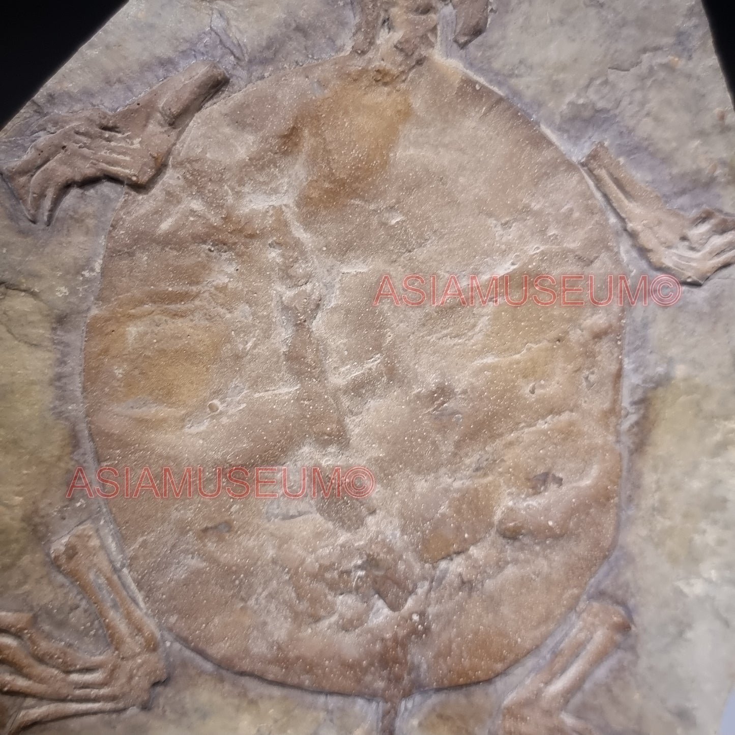 Dinosaurier Fossil Manchurochelys Schildkröte Schildkröte Jurassic Park World Kreide