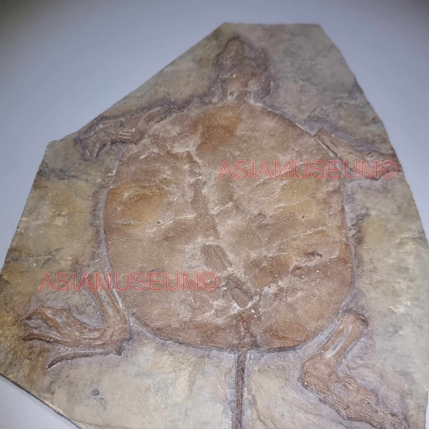 Dinosaurier Fossil Manchurochelys Schildkröte Schildkröte Jurassic Park World Kreide