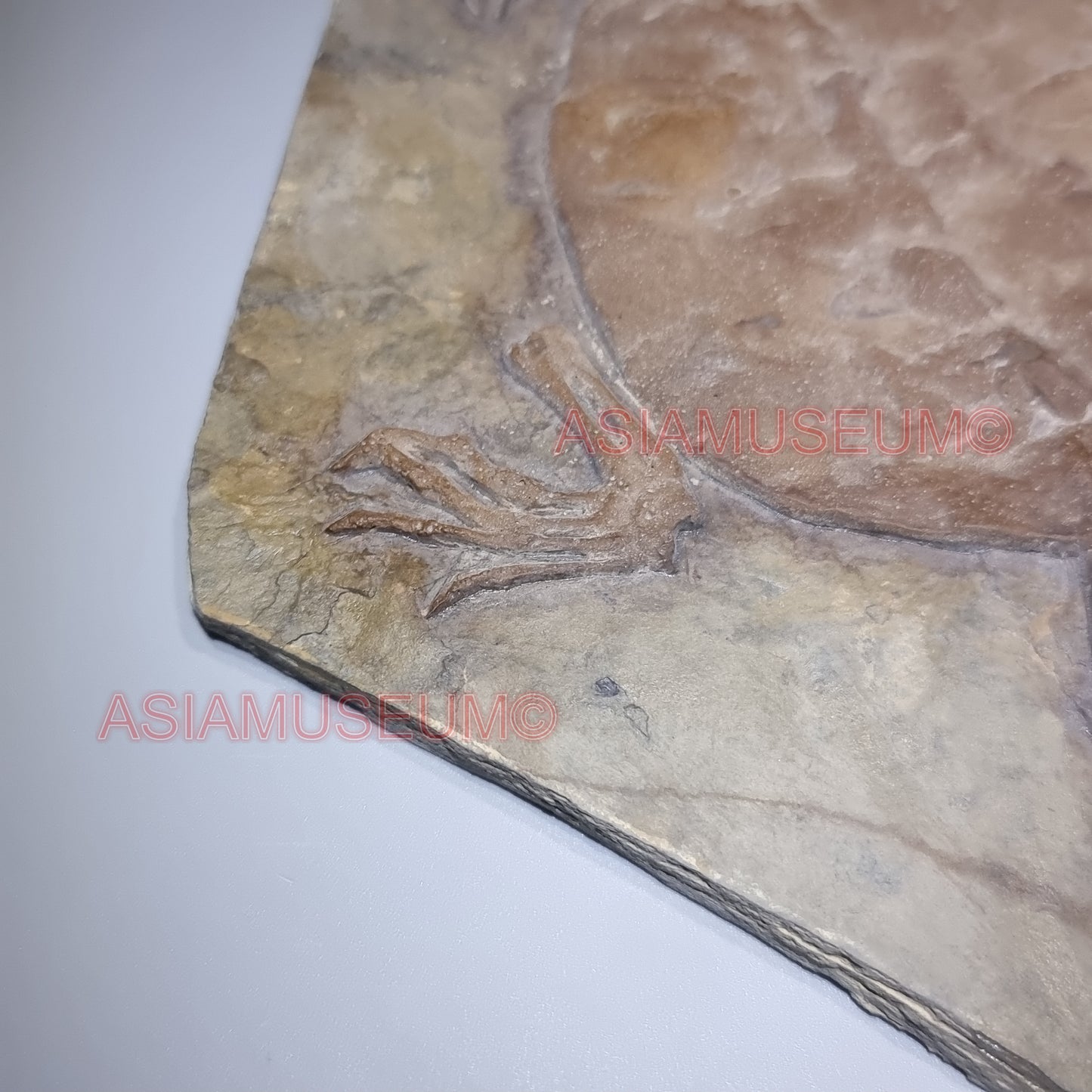 Dinosaurier Fossil Manchurochelys Schildkröte Schildkröte Jurassic Park World Kreide