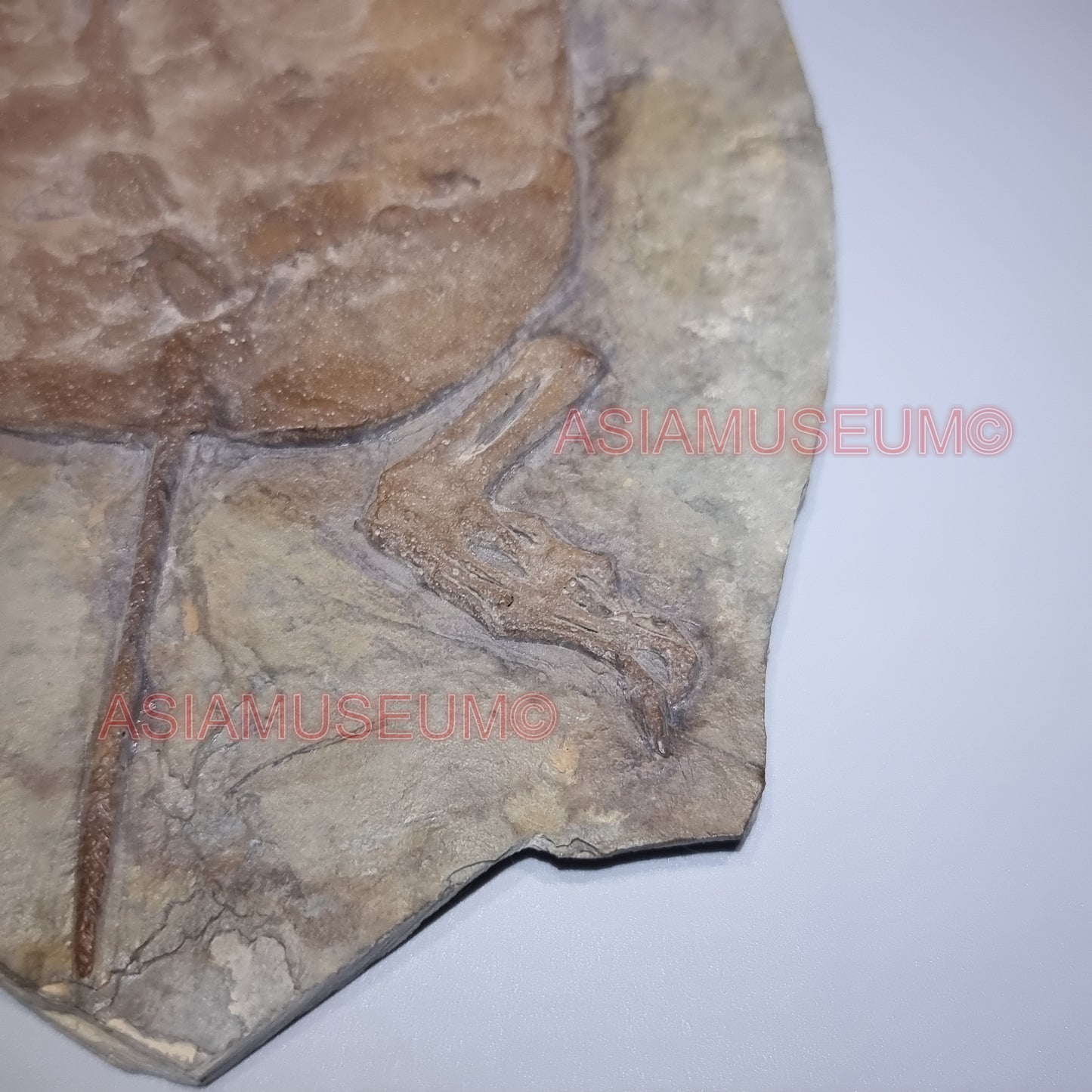 Dinosaurier Fossil Manchurochelys Schildkröte Schildkröte Jurassic Park World Kreide