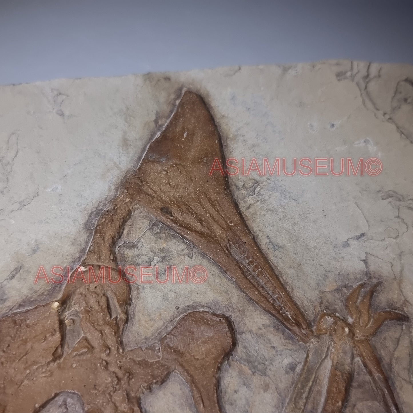 Dinosaur Fossil Pterosaur Flying Bird Reptile Jurassic Park World Cretaceous