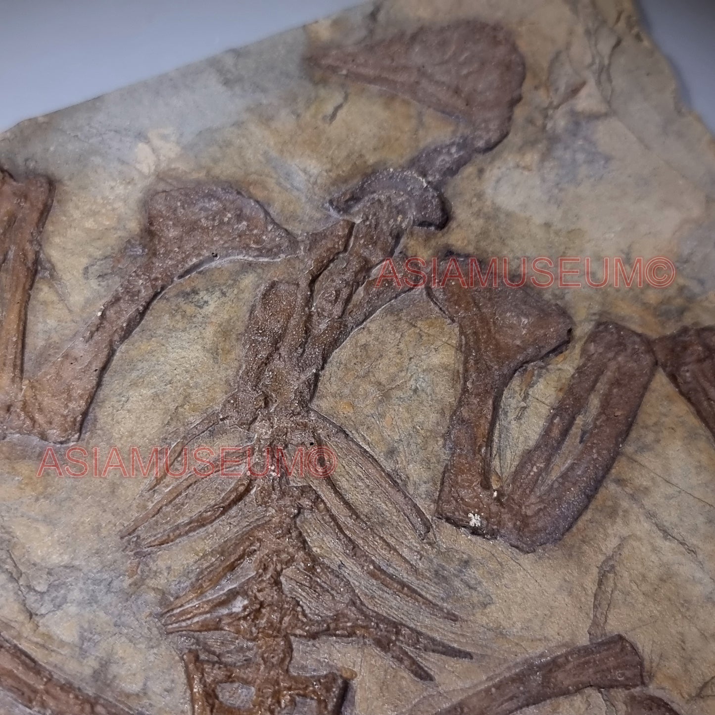 Dinosaur Fossil Confuciusornis Flying Bird Rock Jurassic Claw World Cretaceous