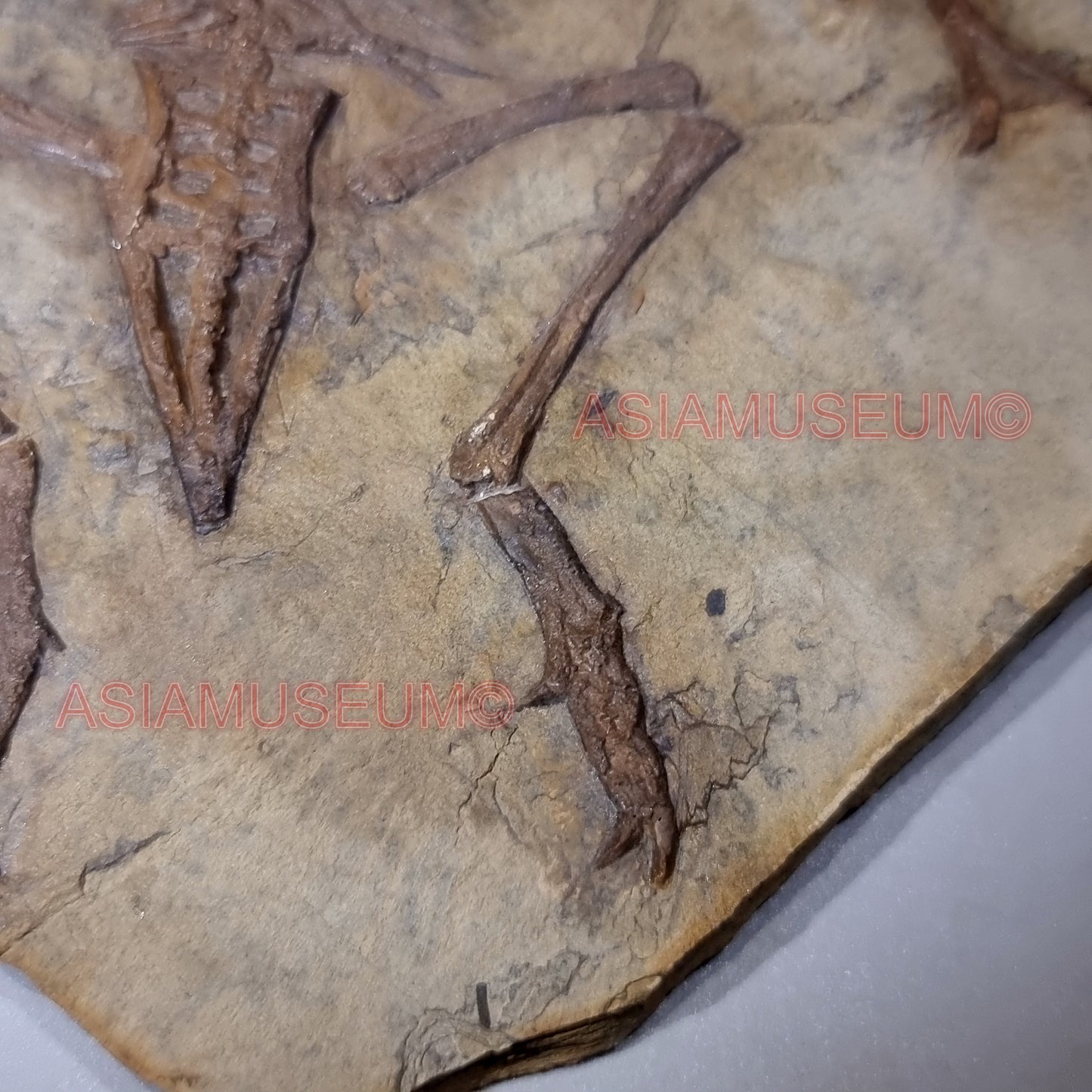 Dinosaur Fossil Confuciusornis Flying Bird Rock Jurassic Claw World Cretaceous