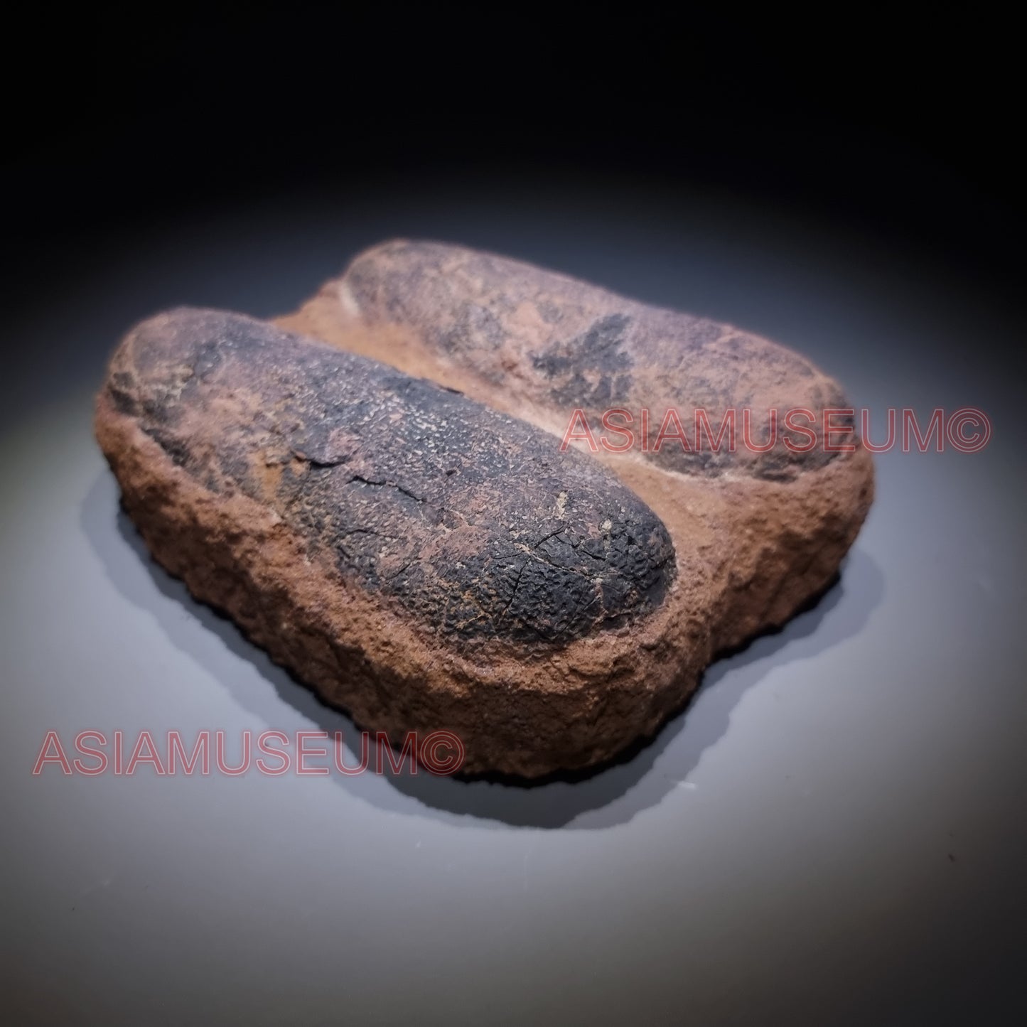 Double OVIRAPTOR RAPTOR Velociraptor Dinosaur Egg Fossil Theropod JURASSIC WORLD