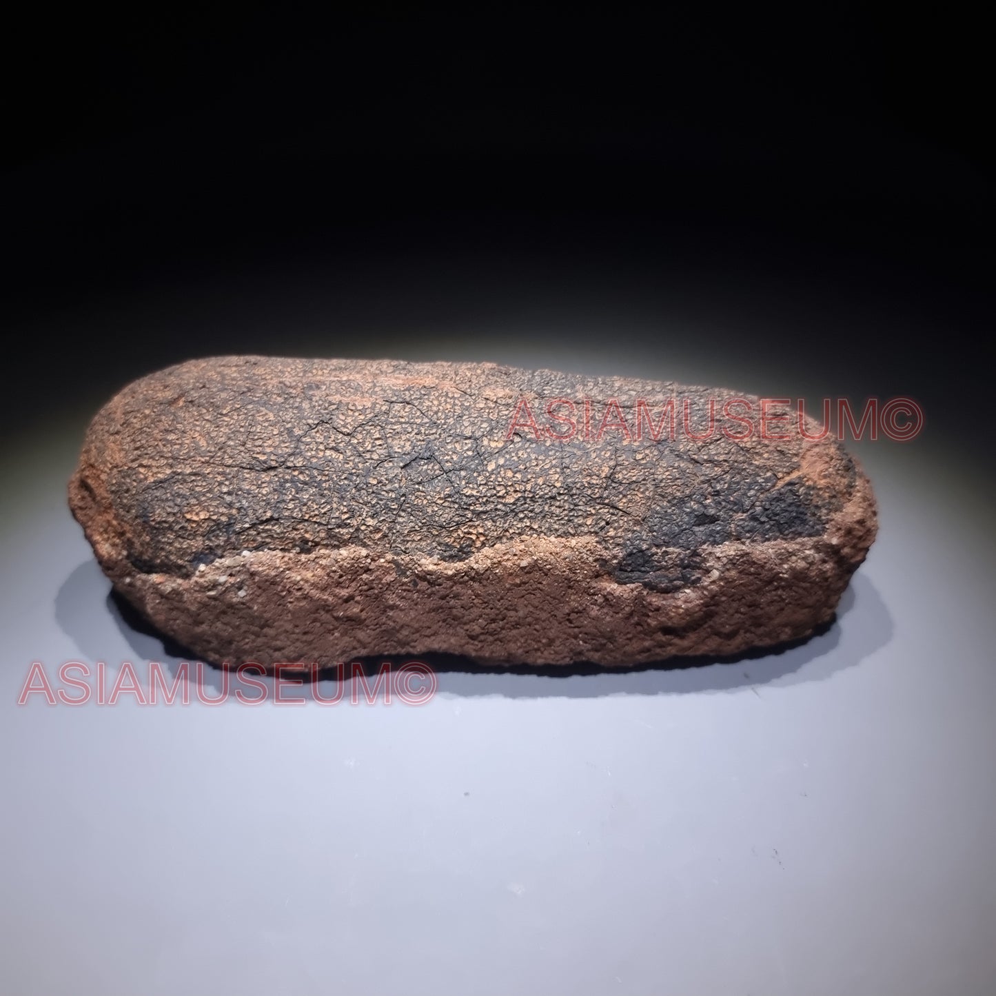 OVIRAPTOR RAPTOR Velociraptor Dinosaur Egg Fossil Theropod JURASSIC WORLD