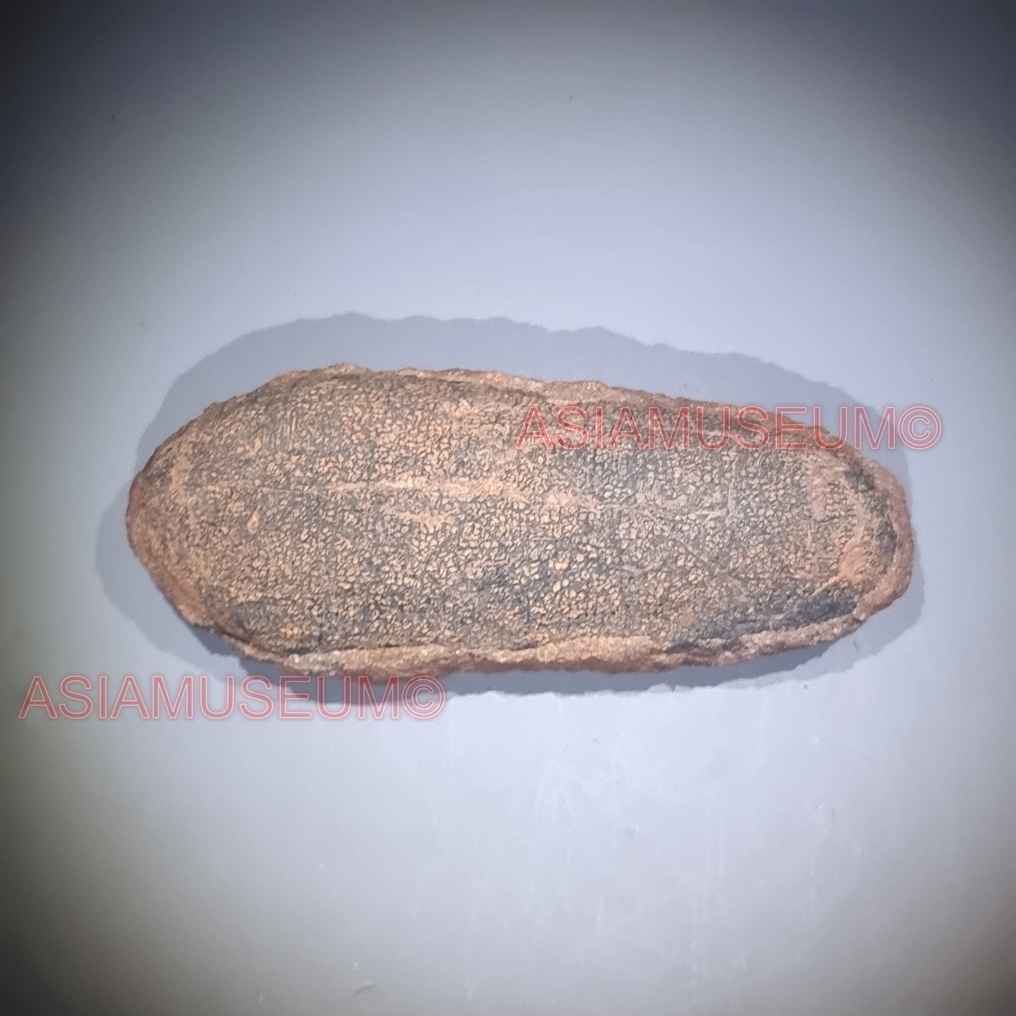 OVIRAPTOR RAPTOR Velociraptor Dinosaur Egg Fossil Theropod JURASSIC WORLD