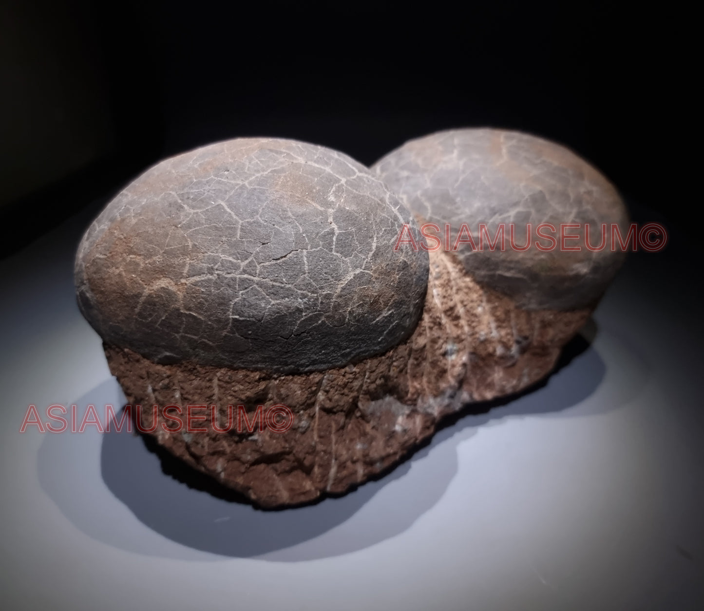 DOUBLE Dinosaur Egg Nest Dendrolithus Hadrosaur Duckbill Fossil Jurassic Park World