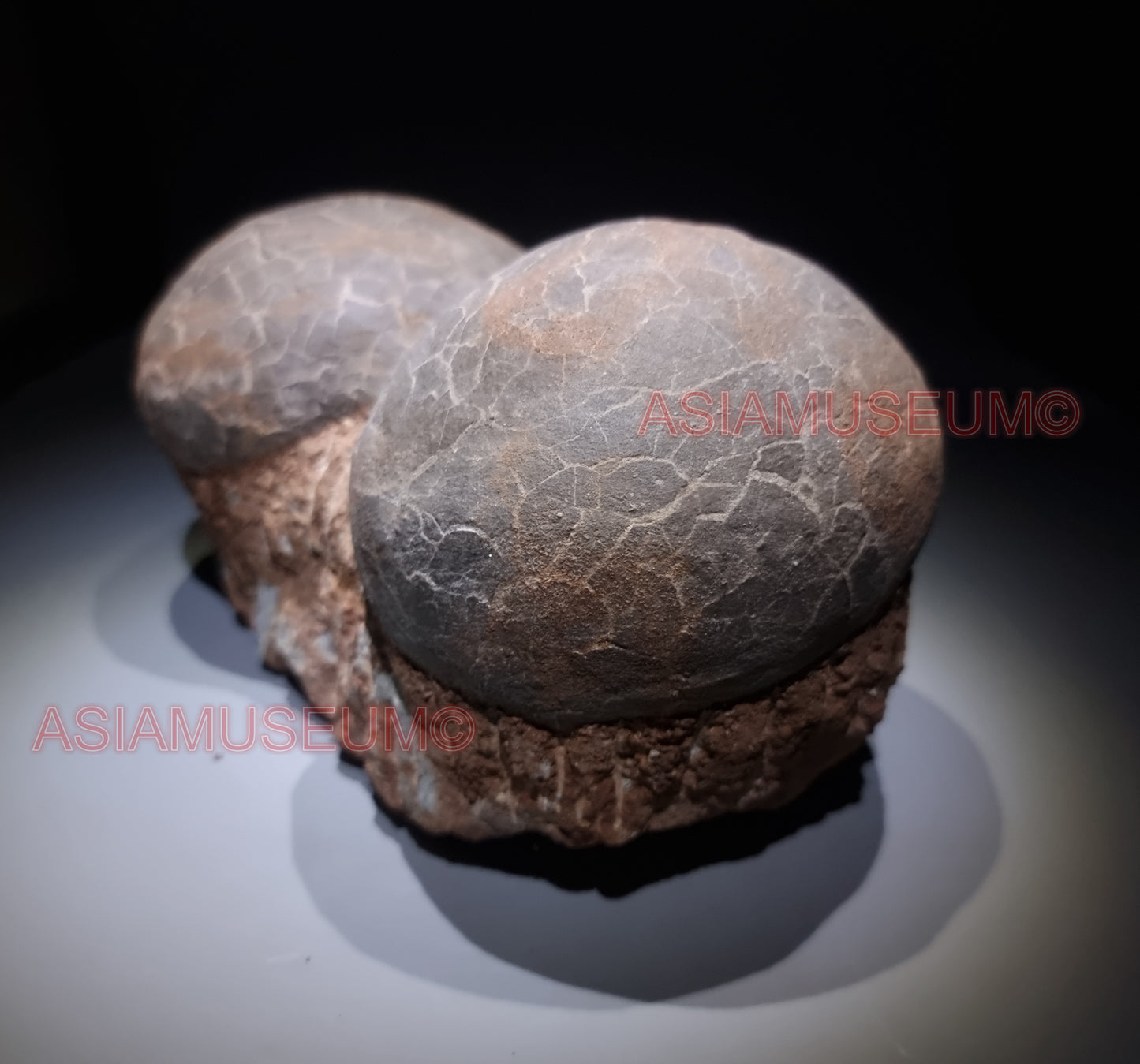 DOUBLE Dinosaur Egg Nest Dendrolithus Hadrosaur Duckbill Fossil Jurassic Park World