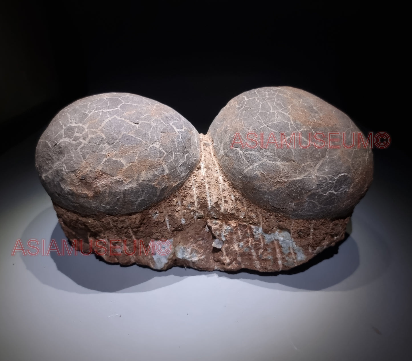 DOUBLE Dinosaur Egg Nest Dendrolithus Hadrosaur Duckbill Fossil Jurassic Park World