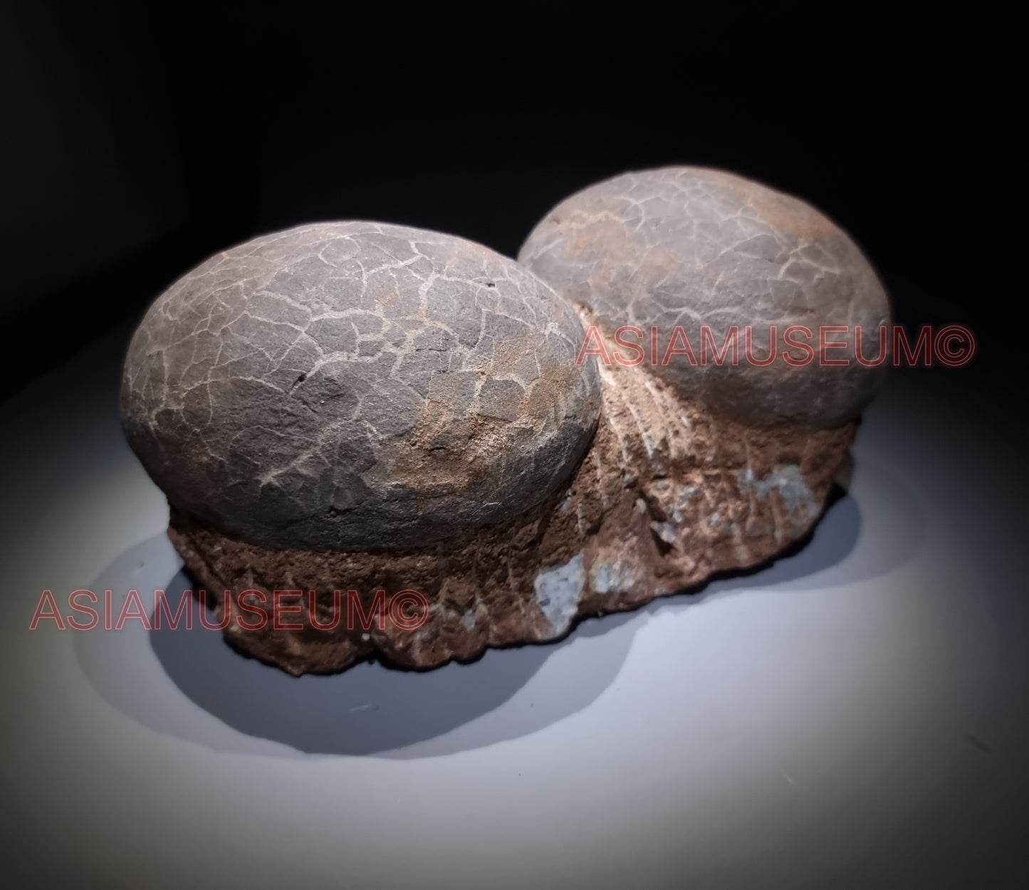 DOUBLE Dinosaur Egg Nest Dendrolithus Hadrosaur Duckbill Fossil Jurassic Park World