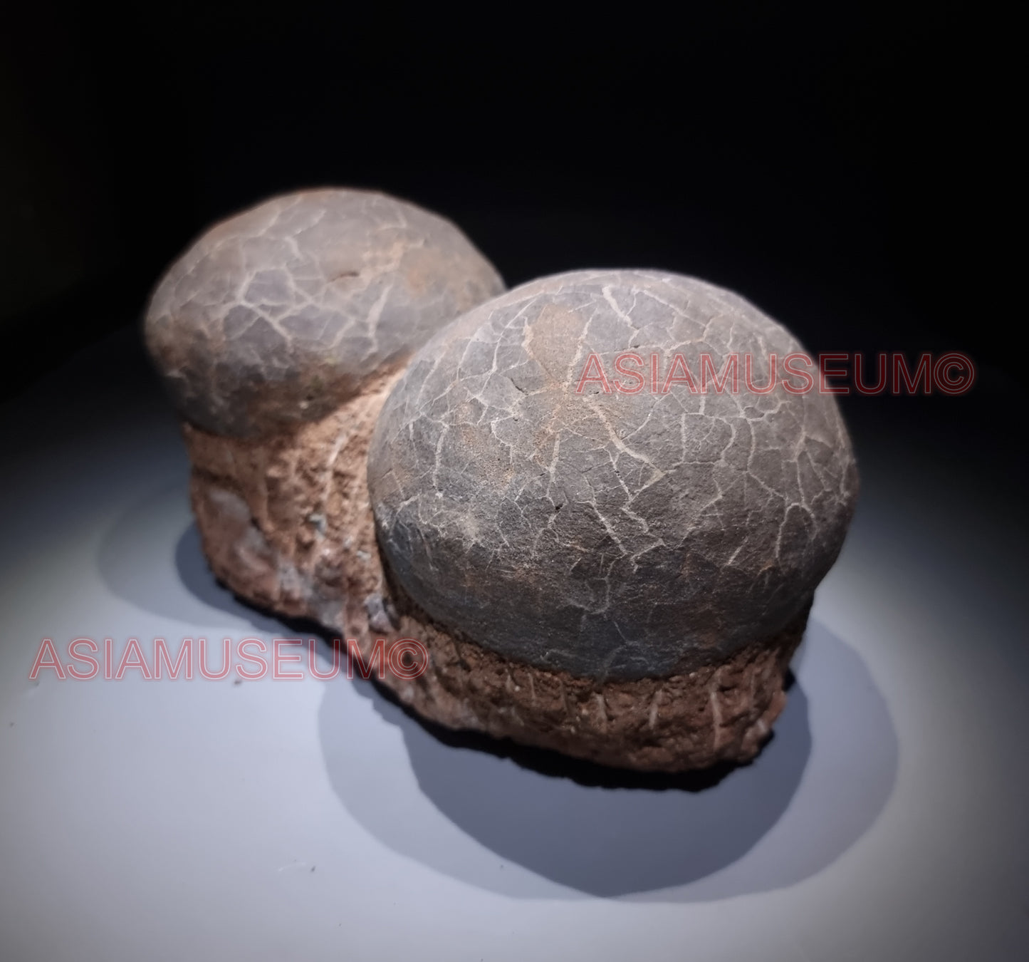 DOUBLE Dinosaur Egg Nest Dendrolithus Hadrosaur Duckbill Fossil Jurassic Park World