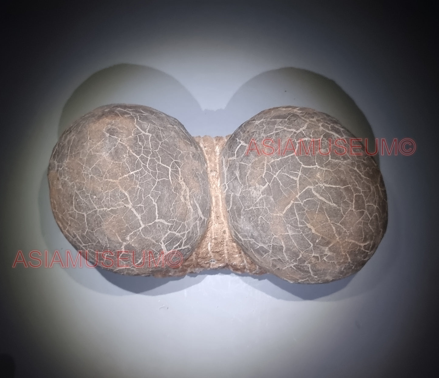 DOUBLE Dinosaur Egg Nest Dendrolithus Hadrosaur Duckbill Fossil Jurassic Park World