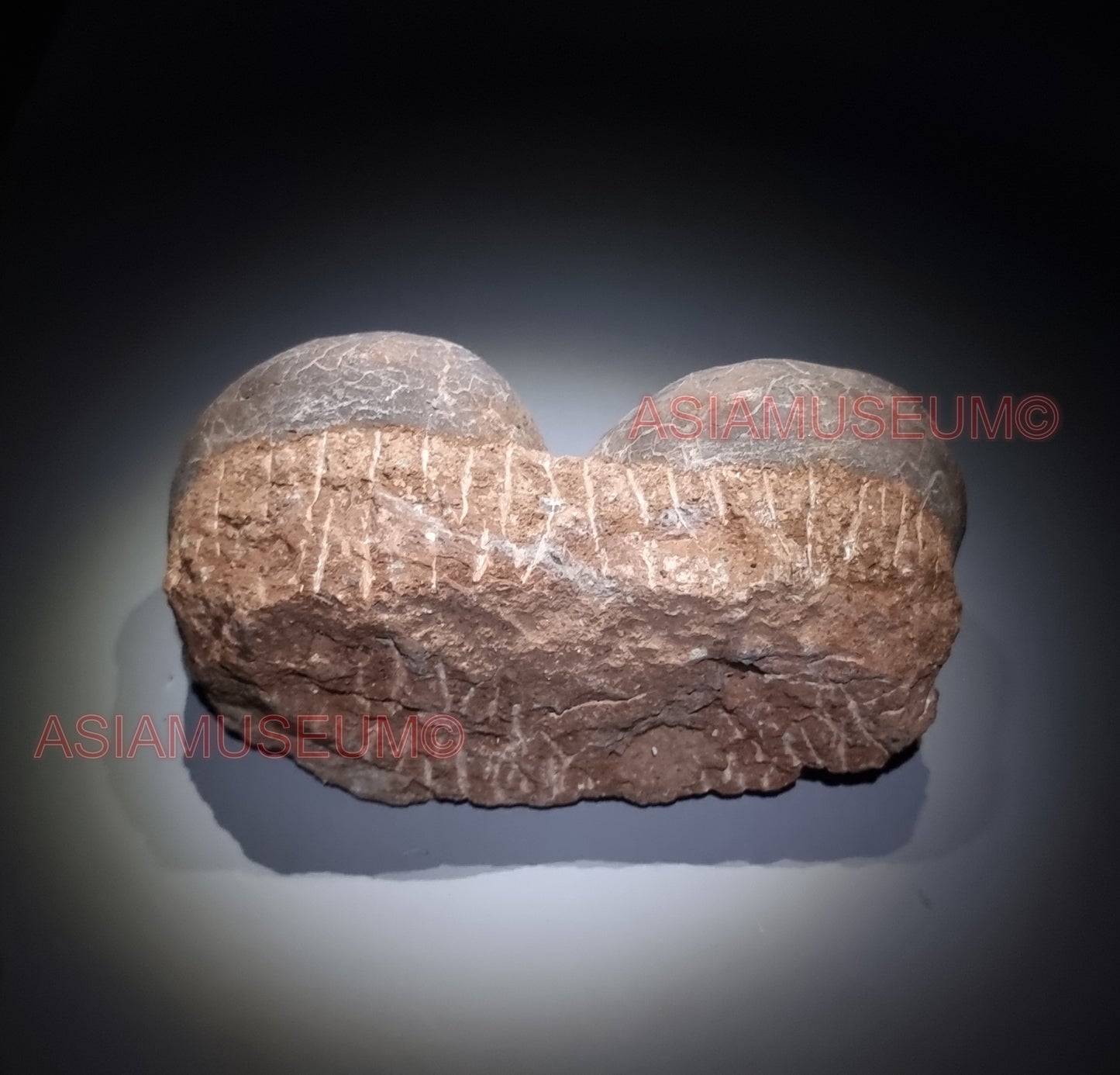 DOUBLE Dinosaur Egg Nest Dendrolithus Hadrosaur Duckbill Fossil Jurassic Park World