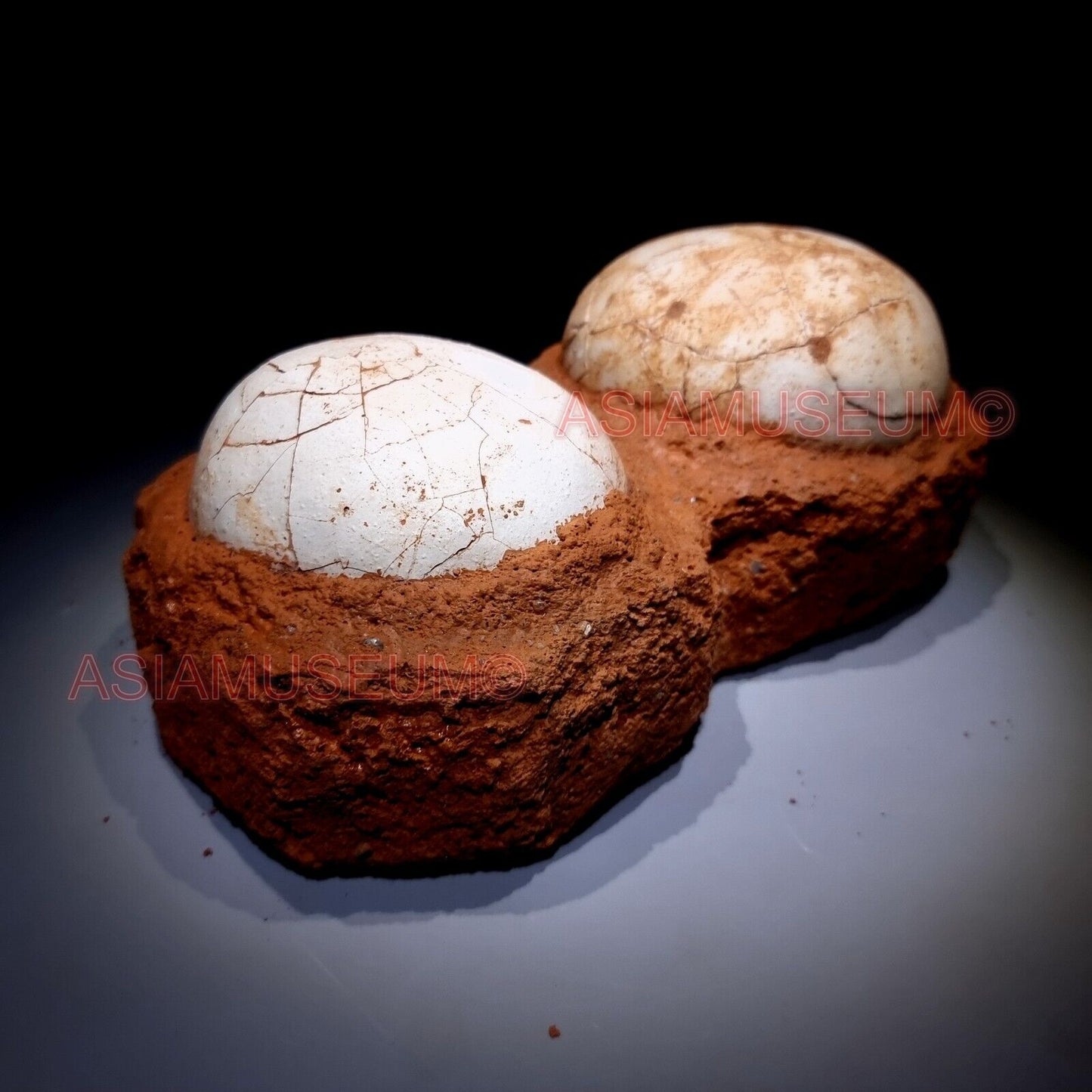 PAIR DOUBLE JURASSIC WORLD Shunosaurus SAUROPOD Lizards Dinosaur Egg Nest Fossil