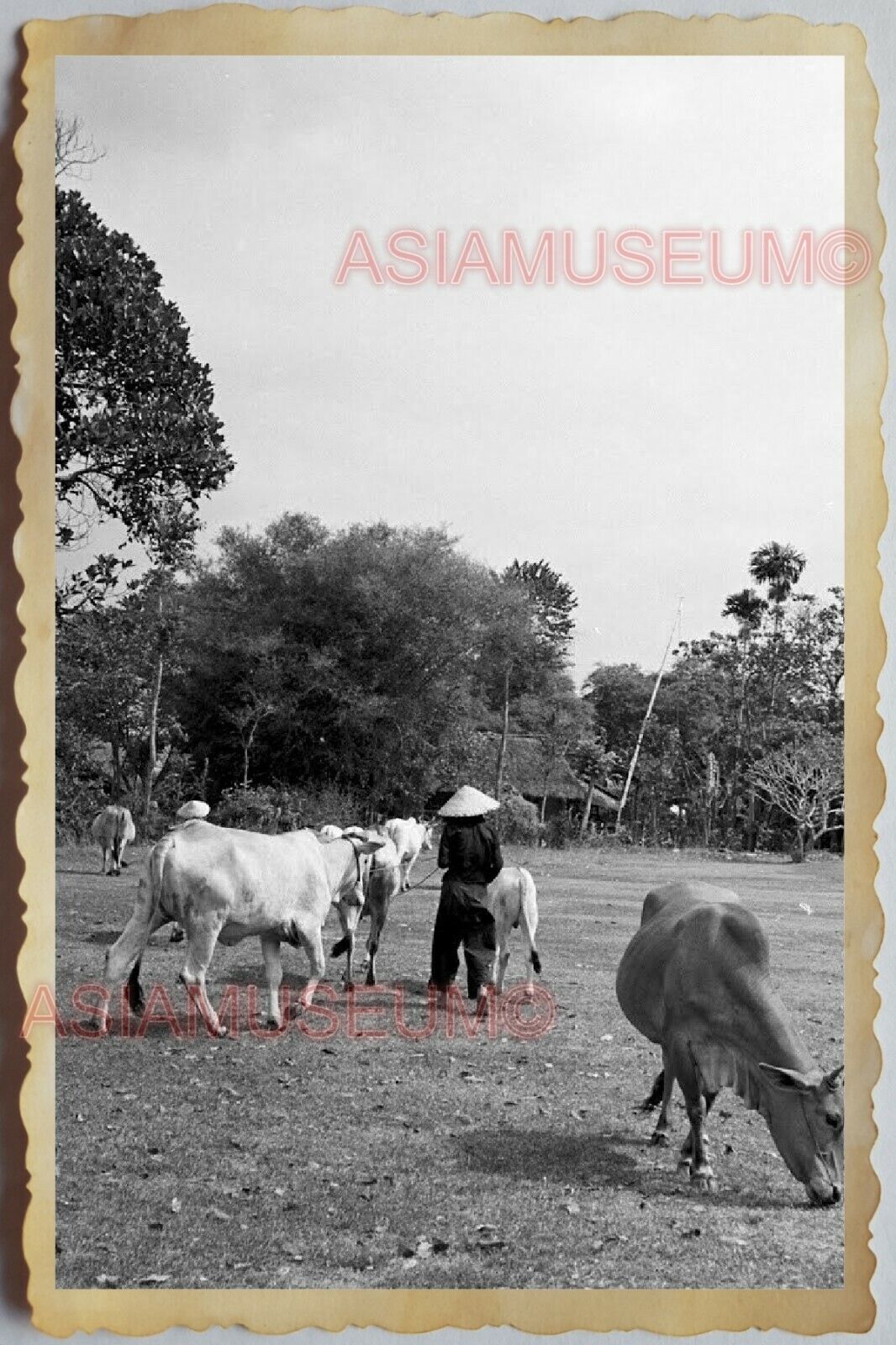 40s Vietnam War SAIGON HO CHI MINH WOMEN COW CATTLE VILLAGE Vintage Photo 1577