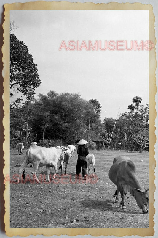 40s Vietnam War SAIGON HO CHI MINH WOMEN COW CATTLE VILLAGE Vintage Photo 1577