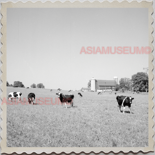 50s LAKE GENEVA WISCONSIN WALWORTH MILWAUKEE COW FARM VINTAGE USA Photo 12218