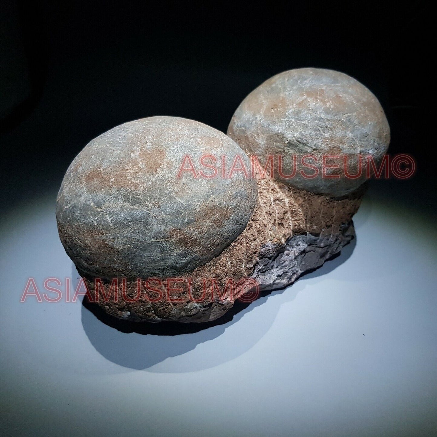 Fossile Uovo Dinosauro Hadrosauro Roccia Conchiglia Mondo Parco Giurassico GD6e