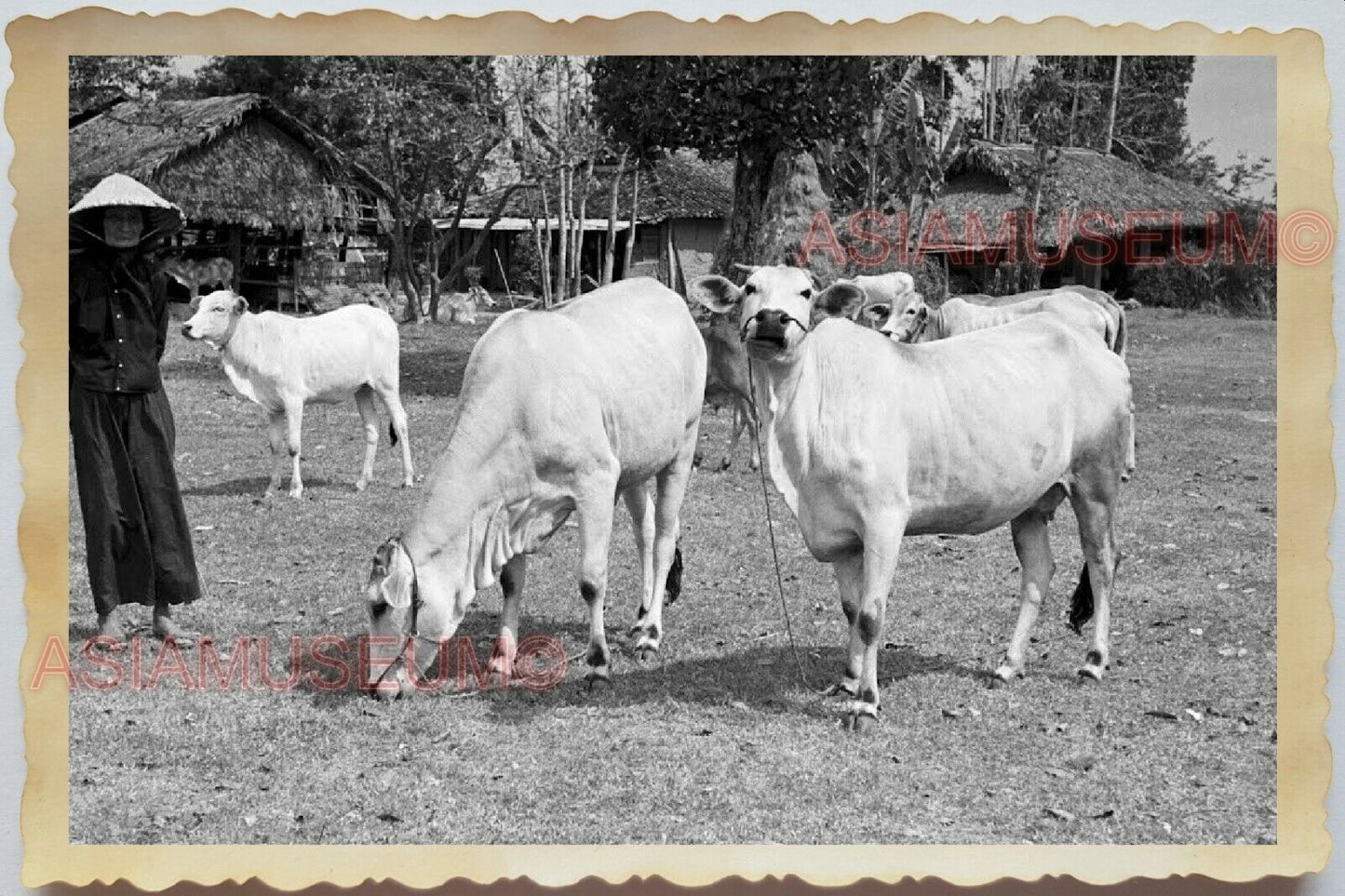 50s Vietnam SAIGON HO CHI MINH LIVESTOCK HERD COW STRAW HAT Vintage Photo 1409