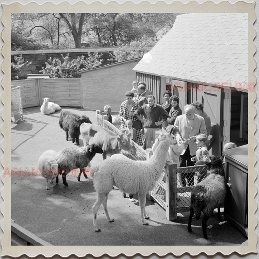 50s MANHATTAN NEW YORK CITY CENTRAL PARK ZOO LLAMA ALPACA MAN OLD USA Photo 8456