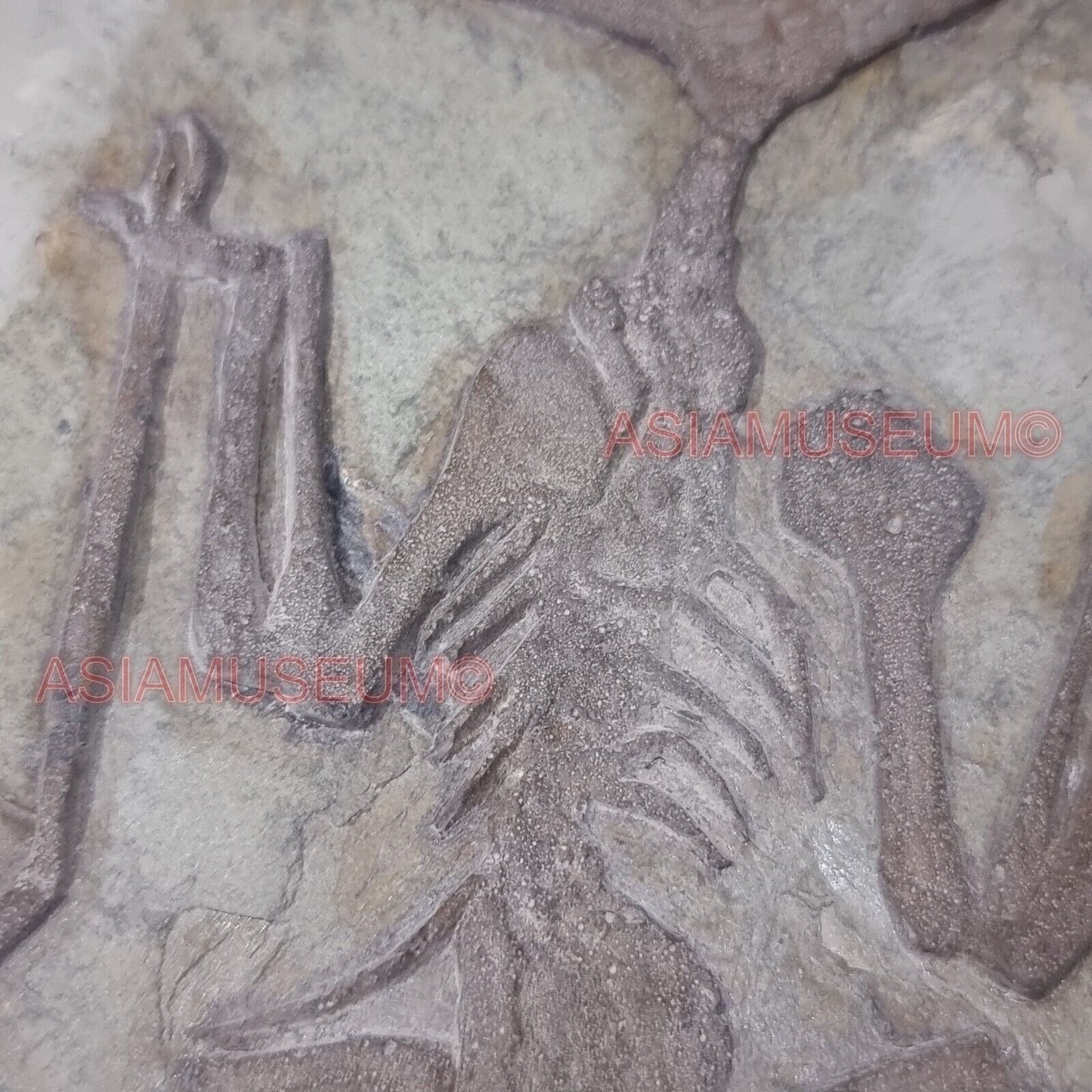 Pterosauro Fossile Dinosauro Rettile Volante Artiglio Osso Mondo Giurassico P9