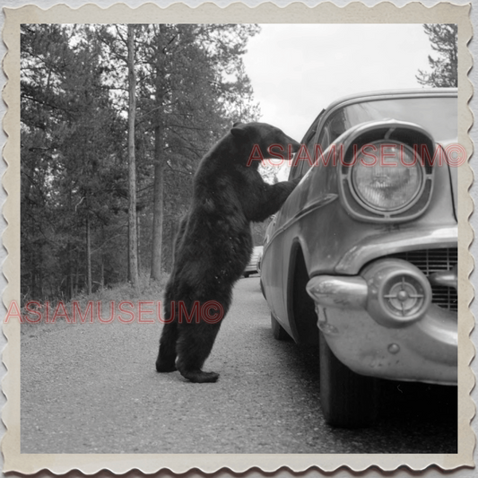 50s YELLOWSTONE NATIONAL PARK WYOMING MONTANA BLACK BEAR VINTAGE USA Photo 11805