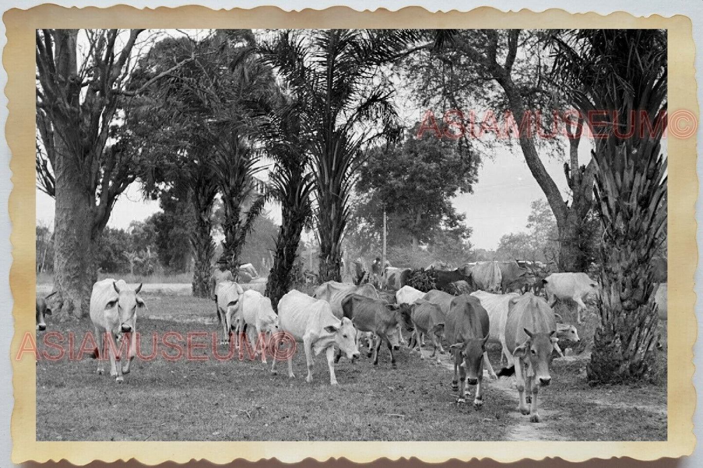 50s Vietnam SAIGON HO CHI MINH VILLAGE BOY HERD COW BULL TREE Vintage Photo 1657