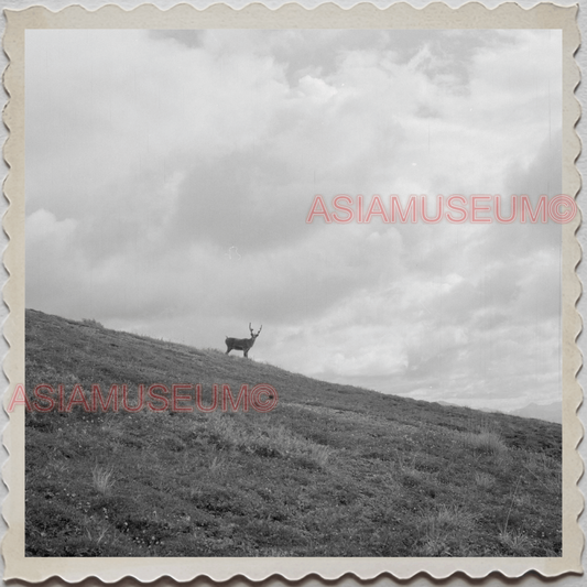 50s DENALI NATIONAL PARK ALASKA MOUNT MCKINLEY ELK HILL VINTAGE USA Photo 11415