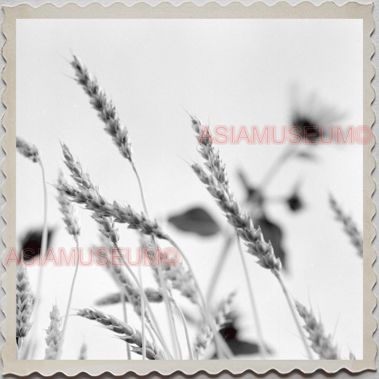 50s HARDIN TOWN BIG HORN COUNTY MONTANA WHEAT PLANT FARM VINTAGE USA Photo 11331