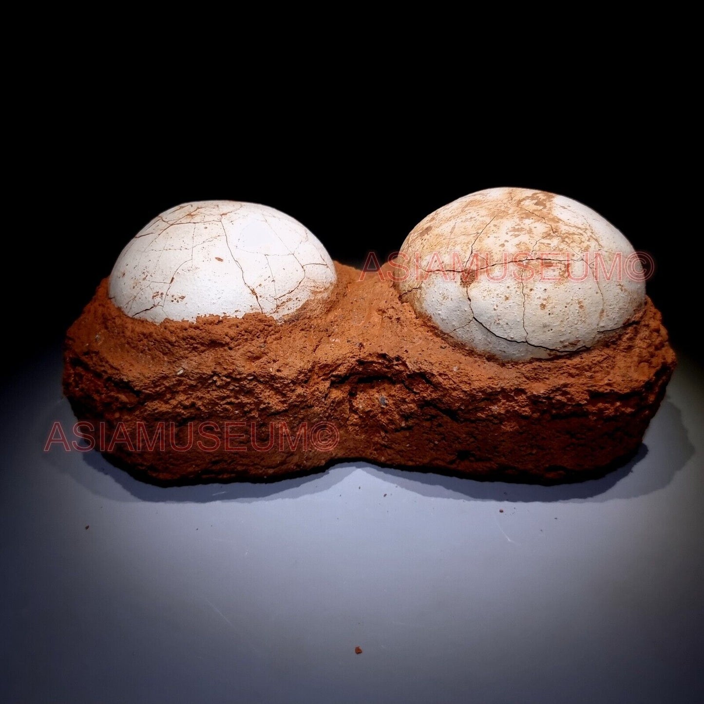 PAIR DOUBLE JURASSIC WORLD Shunosaurus SAUROPOD Lizards Dinosaur Egg Nest Fossil