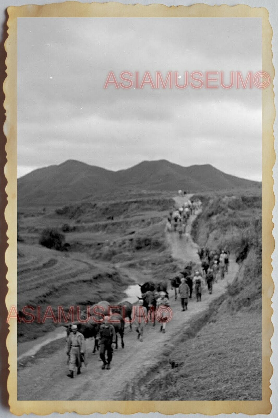 40s Vietnam War SAIGON HO CHI MINH VIET CONG ARMY CATTLE HILL Vintage Photo 1589