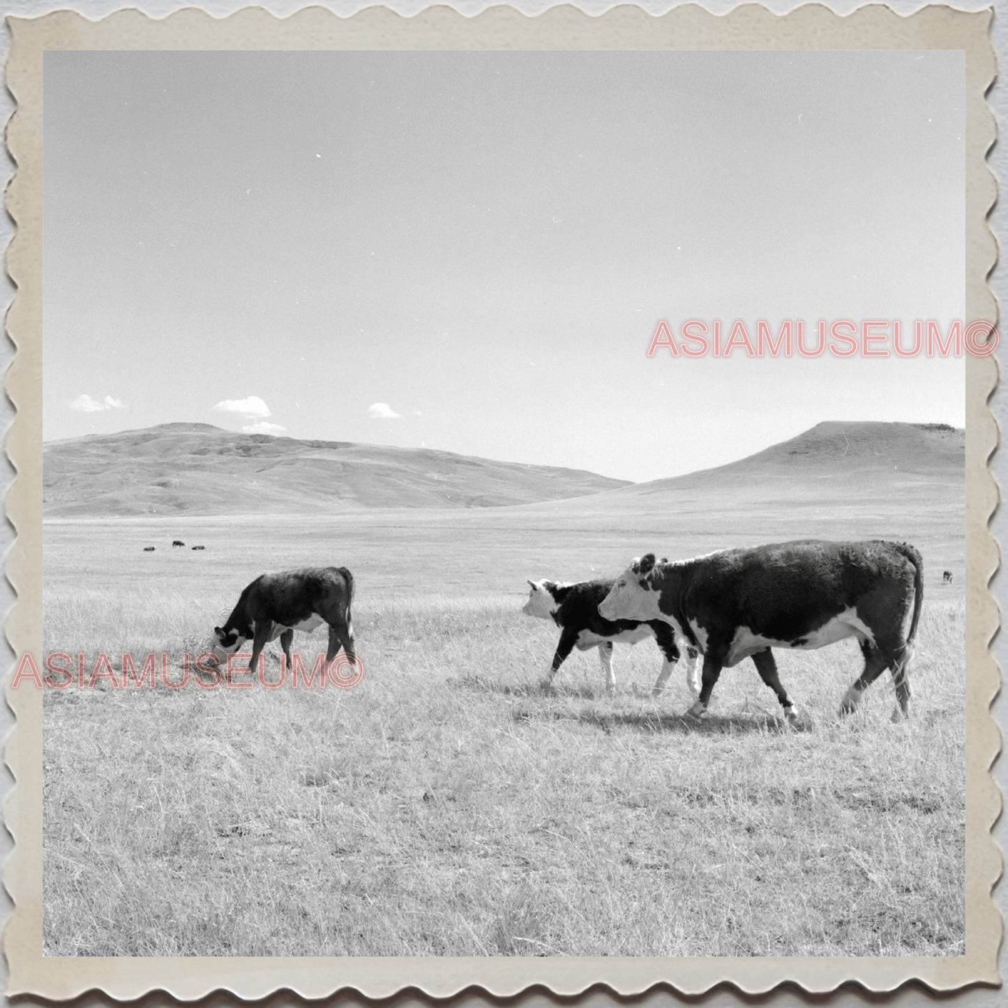 50s CASCADE COUNTY MONTANA CATTLE BARN FARM FIELD AMERICA VINTAGE USA Photo 8392