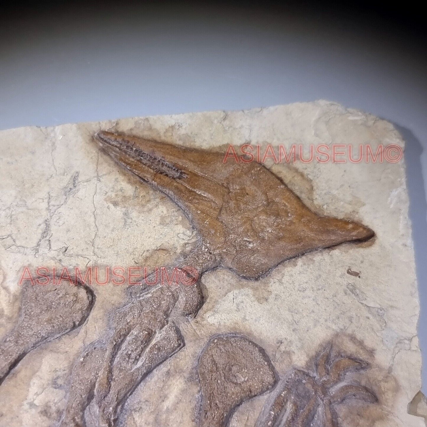 Dinosaur Fossil Pterosaur Flying Bird Reptile Jurassic World Bone Teeth Claw P2