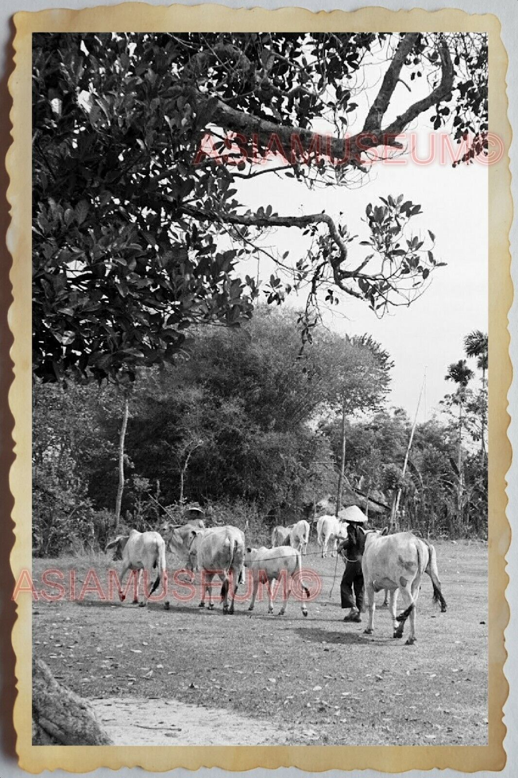 50s Vietnam SAIGON VILLAGE RURAL FARMER BARN YARD HERD COW OLD Vintage Photo 681