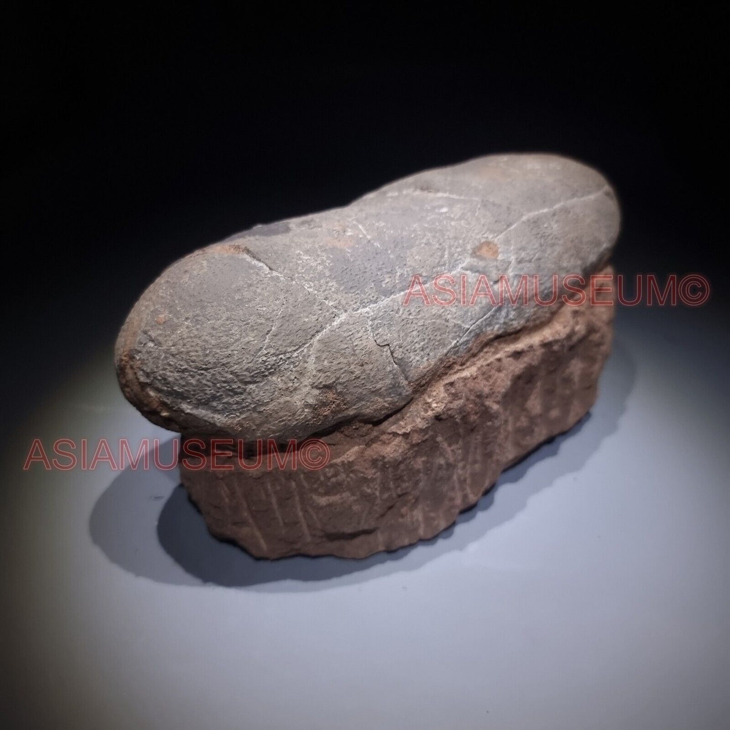 GRANDE Asia T-REX Fossile Uovo Dinosauro Oviraptor Velociraptor Mondo Giurassico