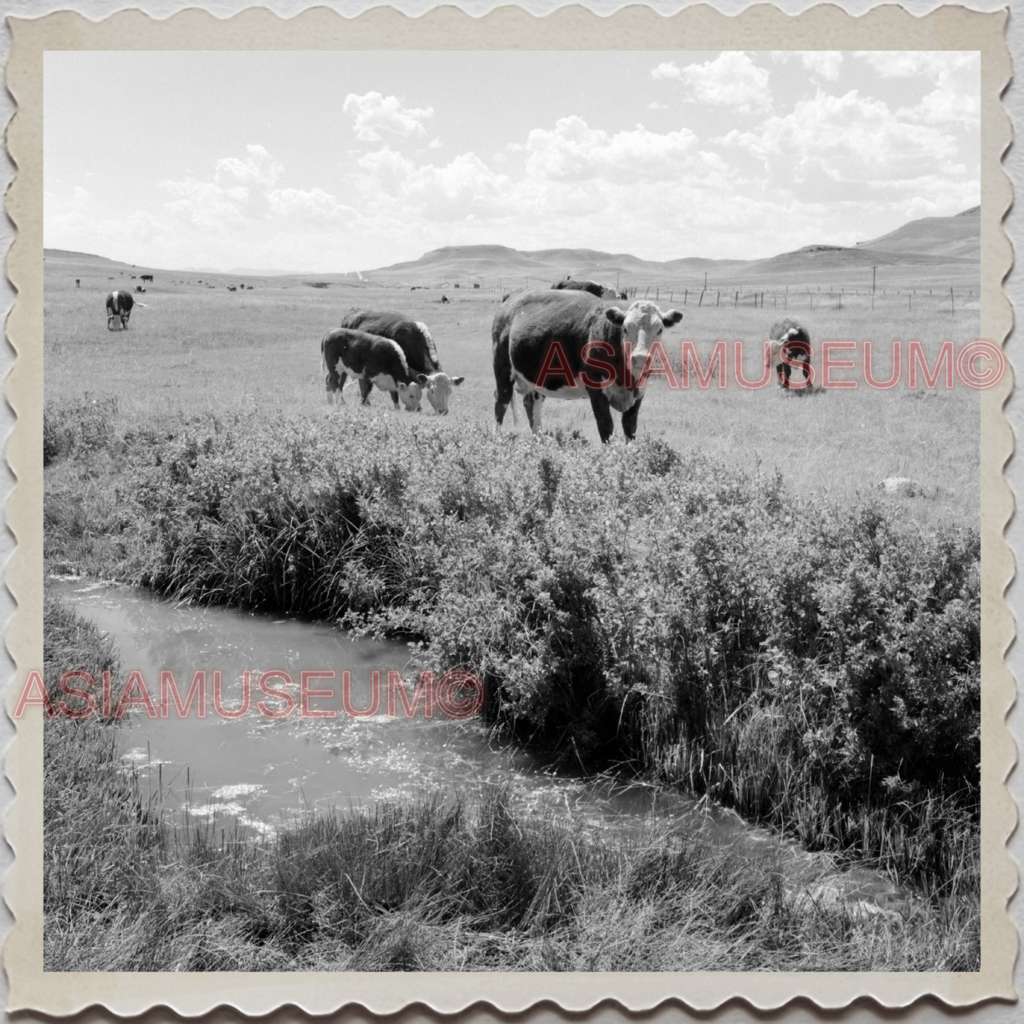 50s CASCADE COUNTY MONTANA COW CATTLE BARN FIELD USA AMERICA VINTAGE Photo 8651