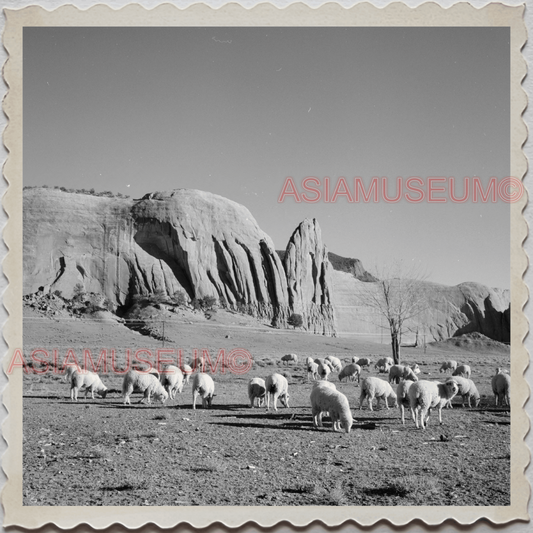 50s FORT DEFIANCE NAVAJO APACHE ARIZONA SHEEP DESERT OLD VINTAGE USA Photo 11310