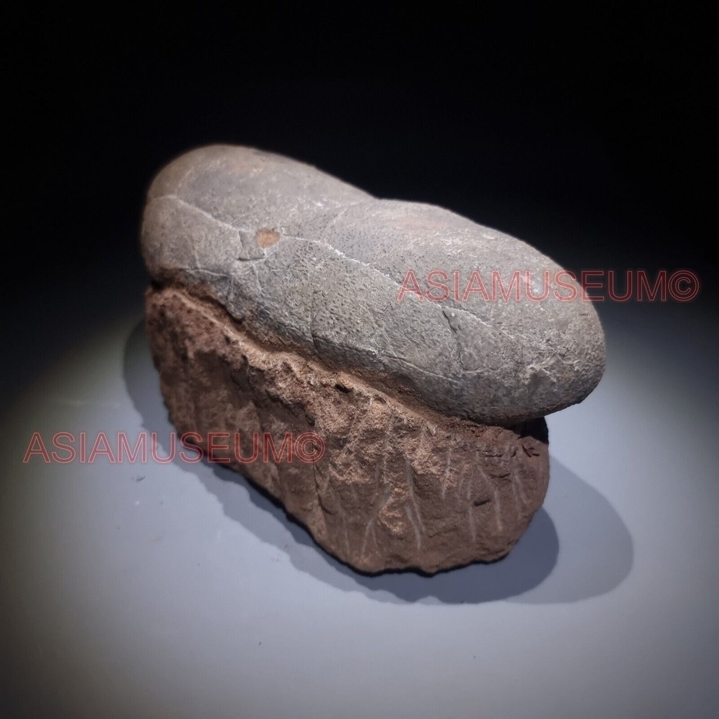 GRANDE Asia T-REX Fossile Uovo Dinosauro Oviraptor Velociraptor Mondo Giurassico