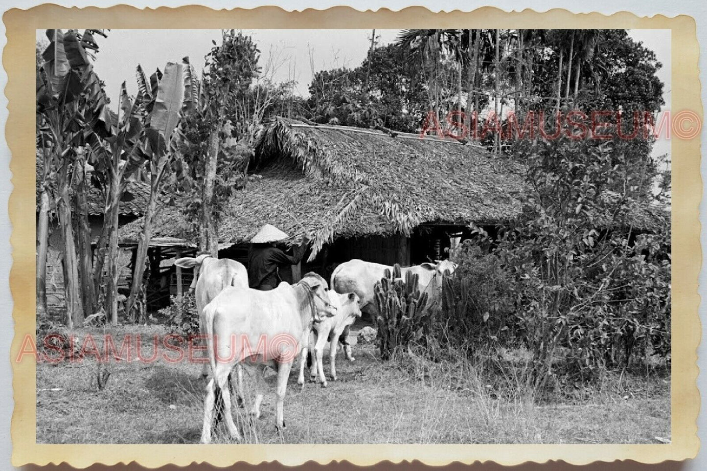 50s Vietnam SAIGON HO CHI MINH VILLAGE HUT COW BARN WAR OLD Vintage Photo #1704