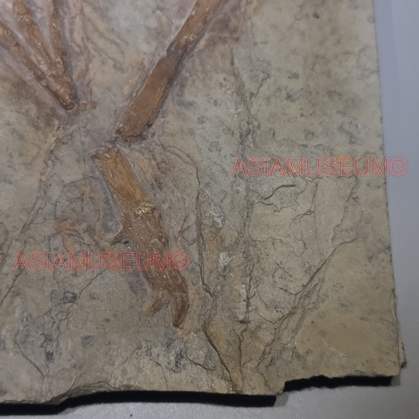 Fossilien DINOSAURIER Flügel Confuciusornis Vogel Jurassische Welt Kretazeisch 9