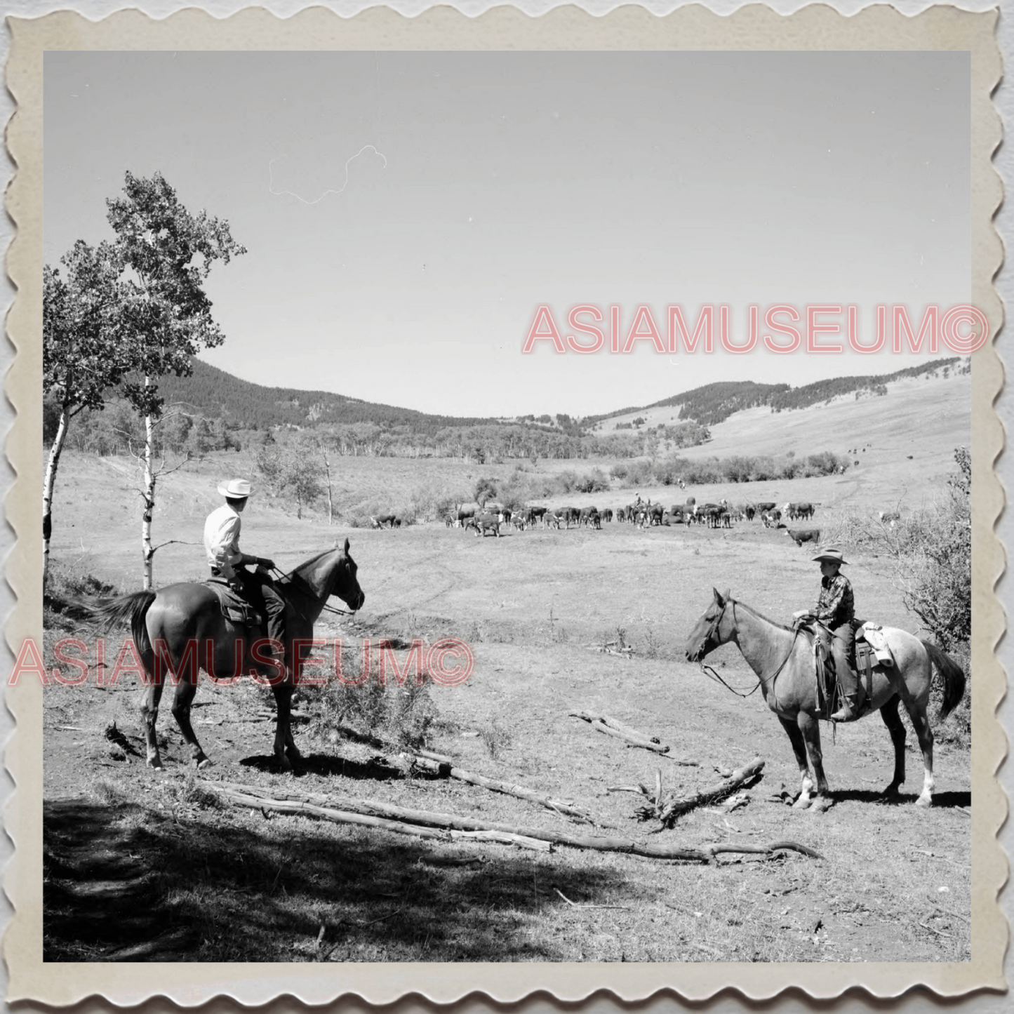 50s AUGUSTA KRONE RANCH COWBOY HORSE COW BOY VINTAGE OLD USA AMERICA Photo 11664