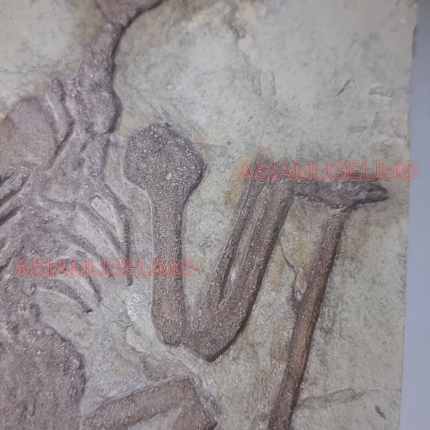 Ptérosaure Dinosaure Oeuf Oiseau Os Reptile Fossile Parc Jurassique Crétace P9