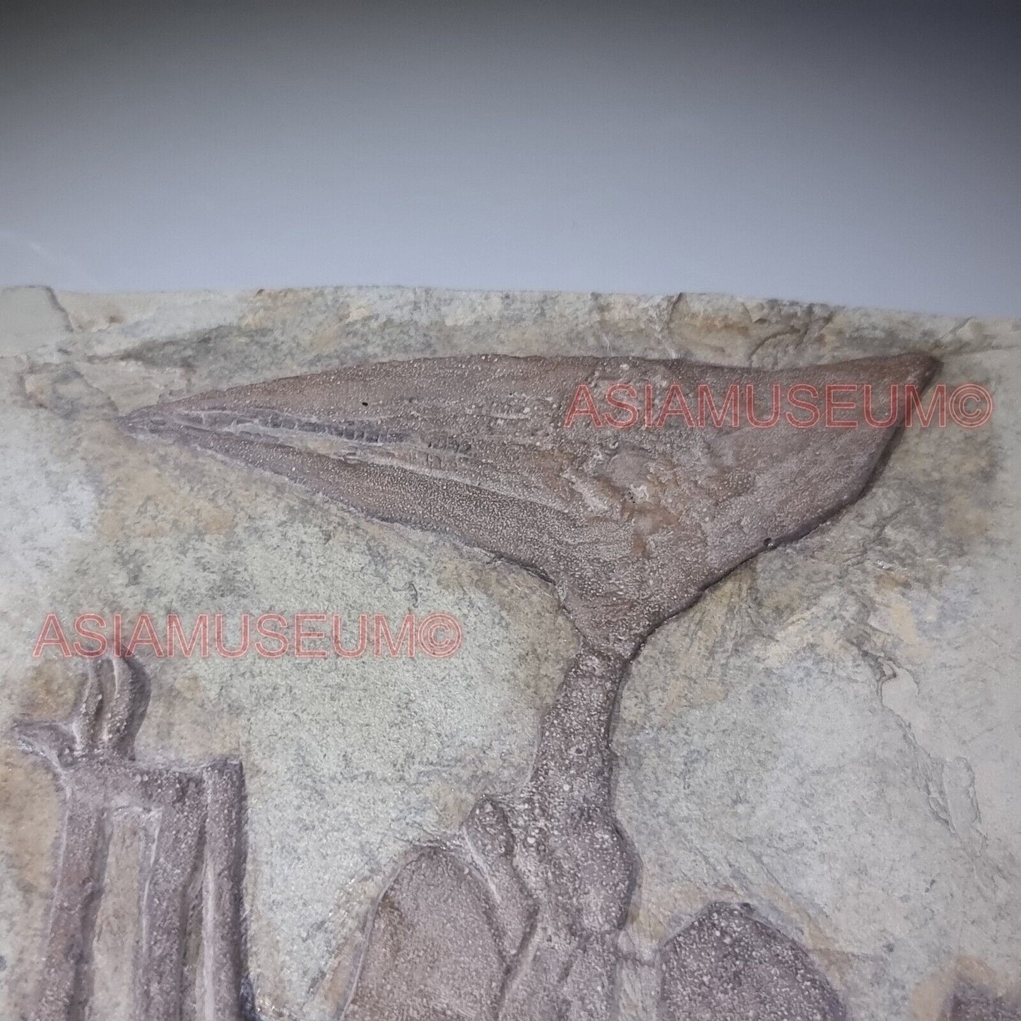 Pterosauro Fossile Dinosauro Rettile Volante Artiglio Osso Mondo Giurassico P9