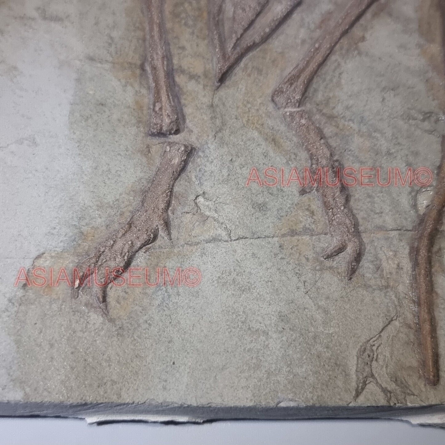 Pterosauro Fossile Dinosauro Rettile Volante Artiglio Osso Mondo Giurassico P9