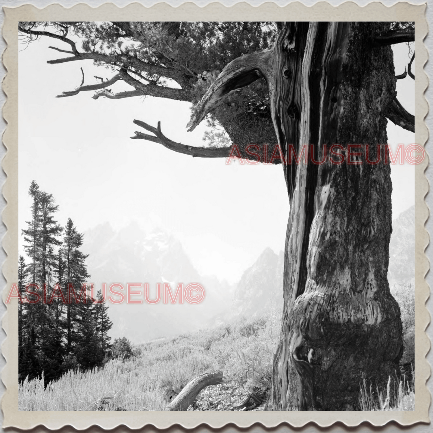 50s GRAND TETON NATIONAL PARK JACKSON HOLE WYOMING TREES VINTAGE USA Photo 9232