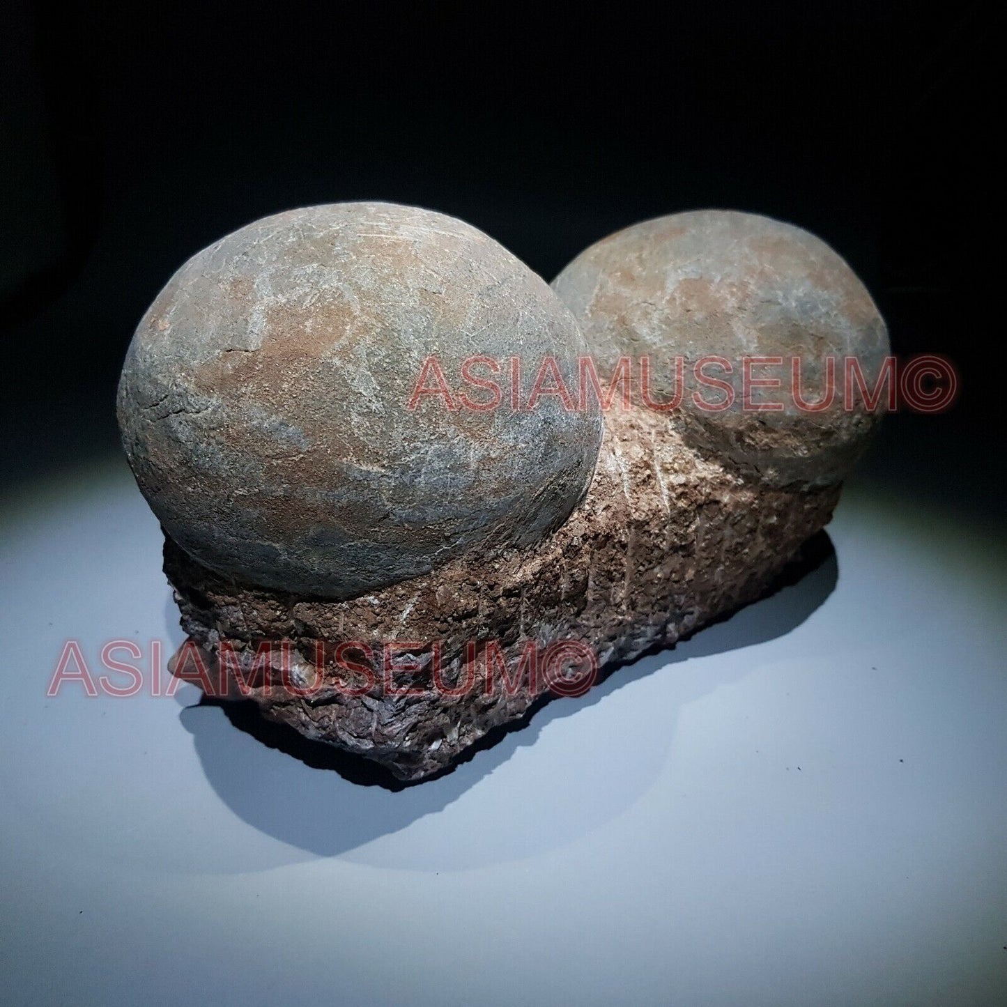 Fossile Uovo Dinosauro Hadrosauro Roccia Conchiglia Mondo Parco Giurassico GD6e