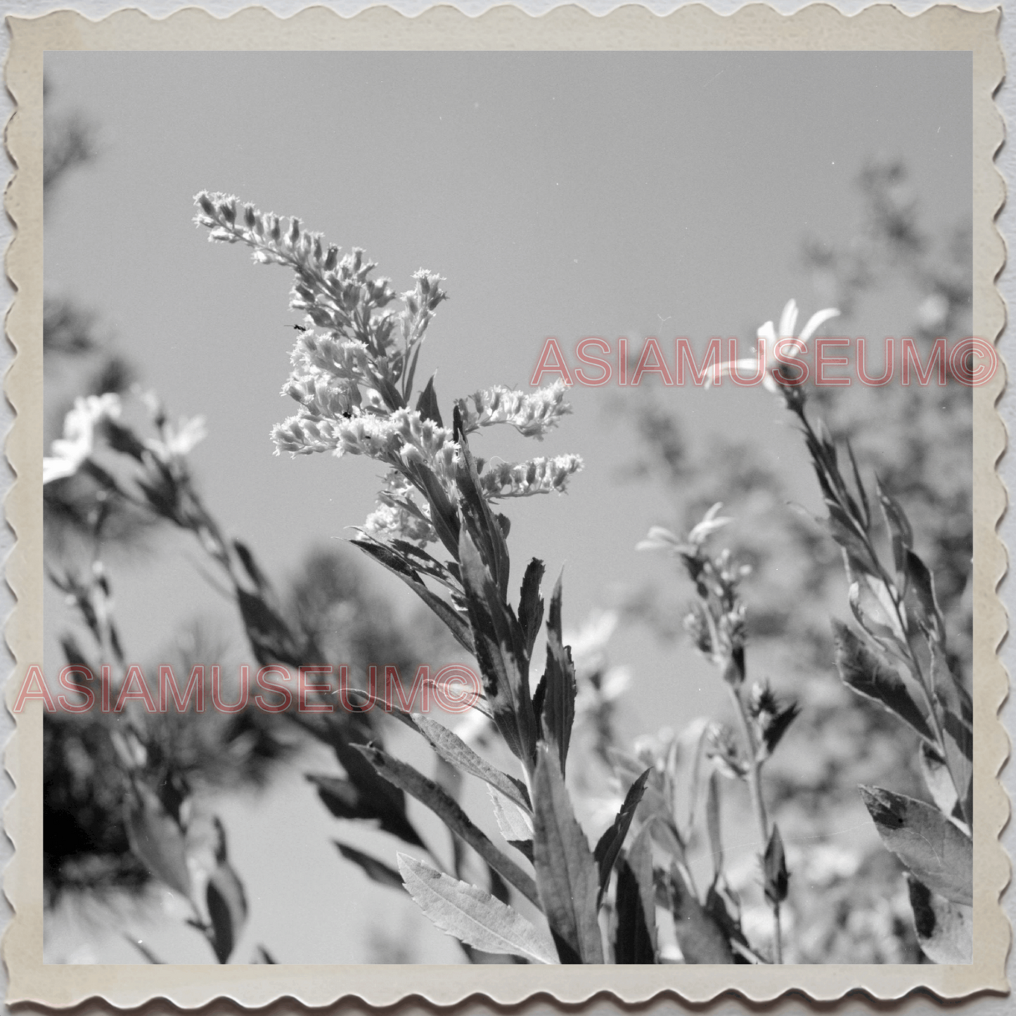 50s GRAND TETON NATIONAL PARK JACKSON HOLE WYOMING FLOWERS OLD USA Photo 11308