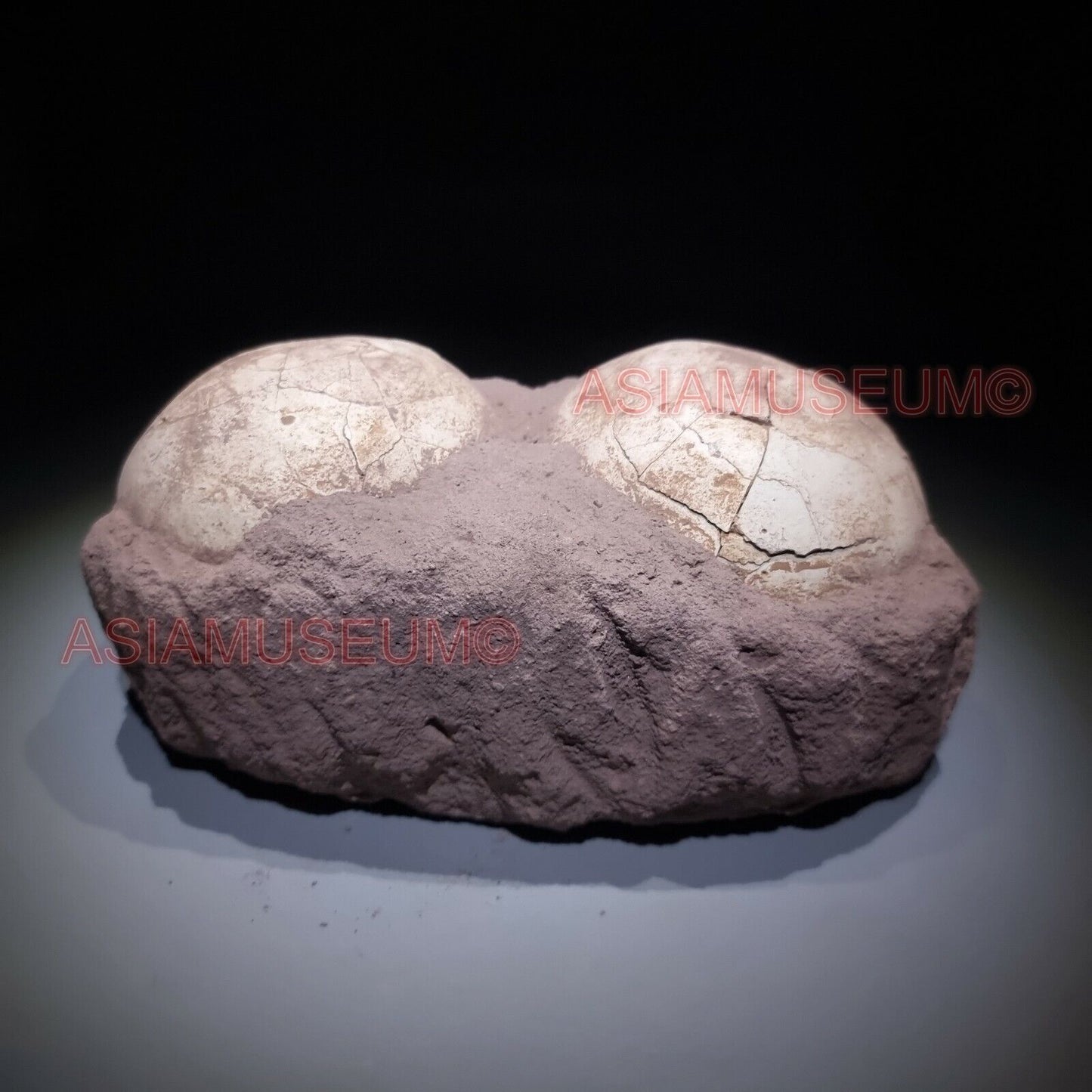 PAIRE Dinosaure Oeuf Nid Shunosaurus SAUROPODUS Fossile Jurassique Lézards S66v