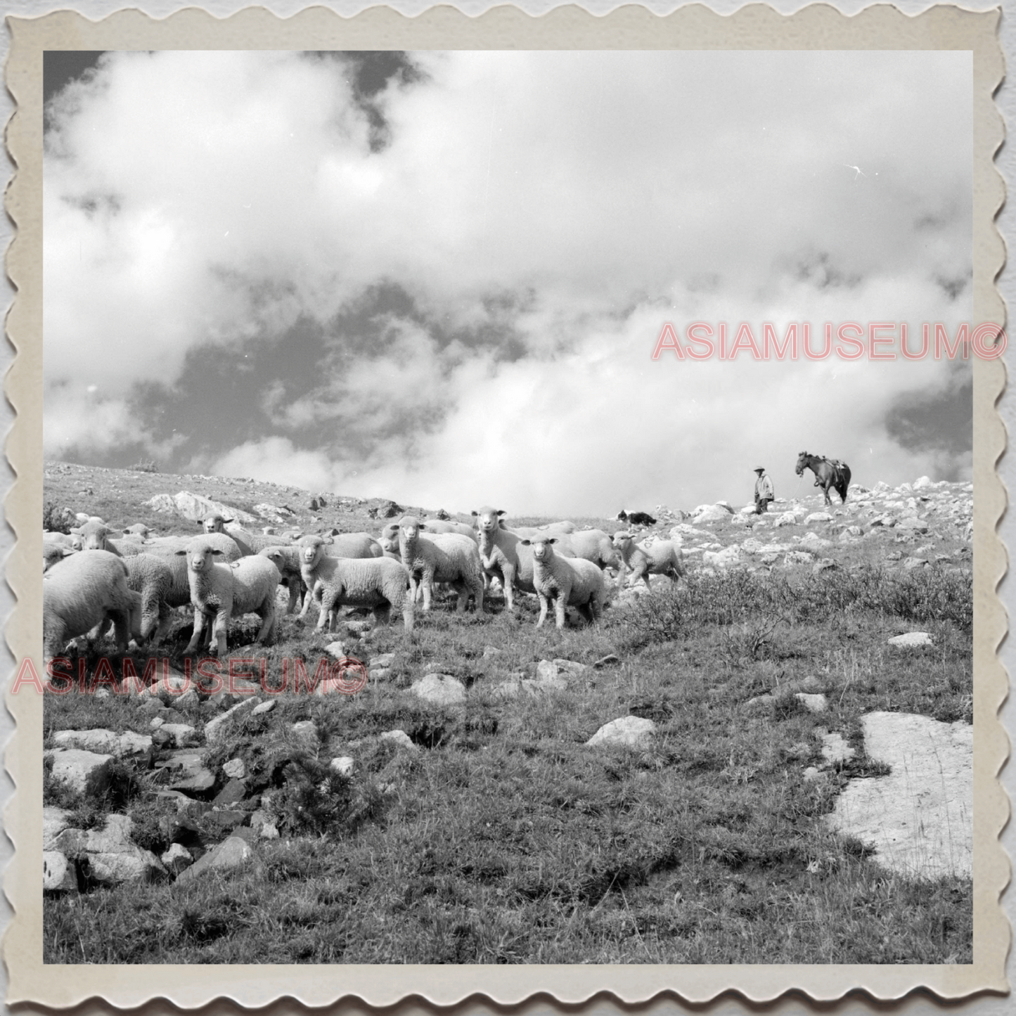 50s PARK COUNTY LIVINGSTON MONTANA YELLOWSTONE SHEEP HERD VINTAGE USA Photo 8564